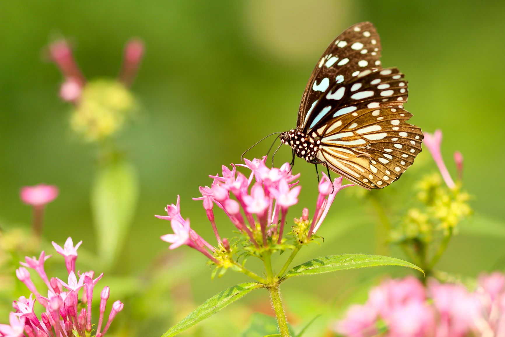 photo - butterfly (1).jpg