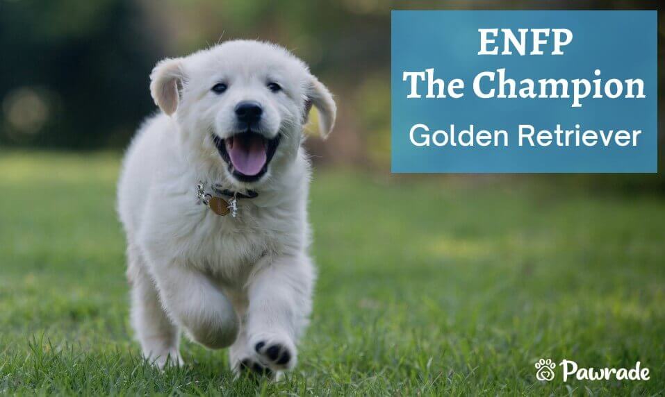 ENFP CHampion Golden (1).jpg