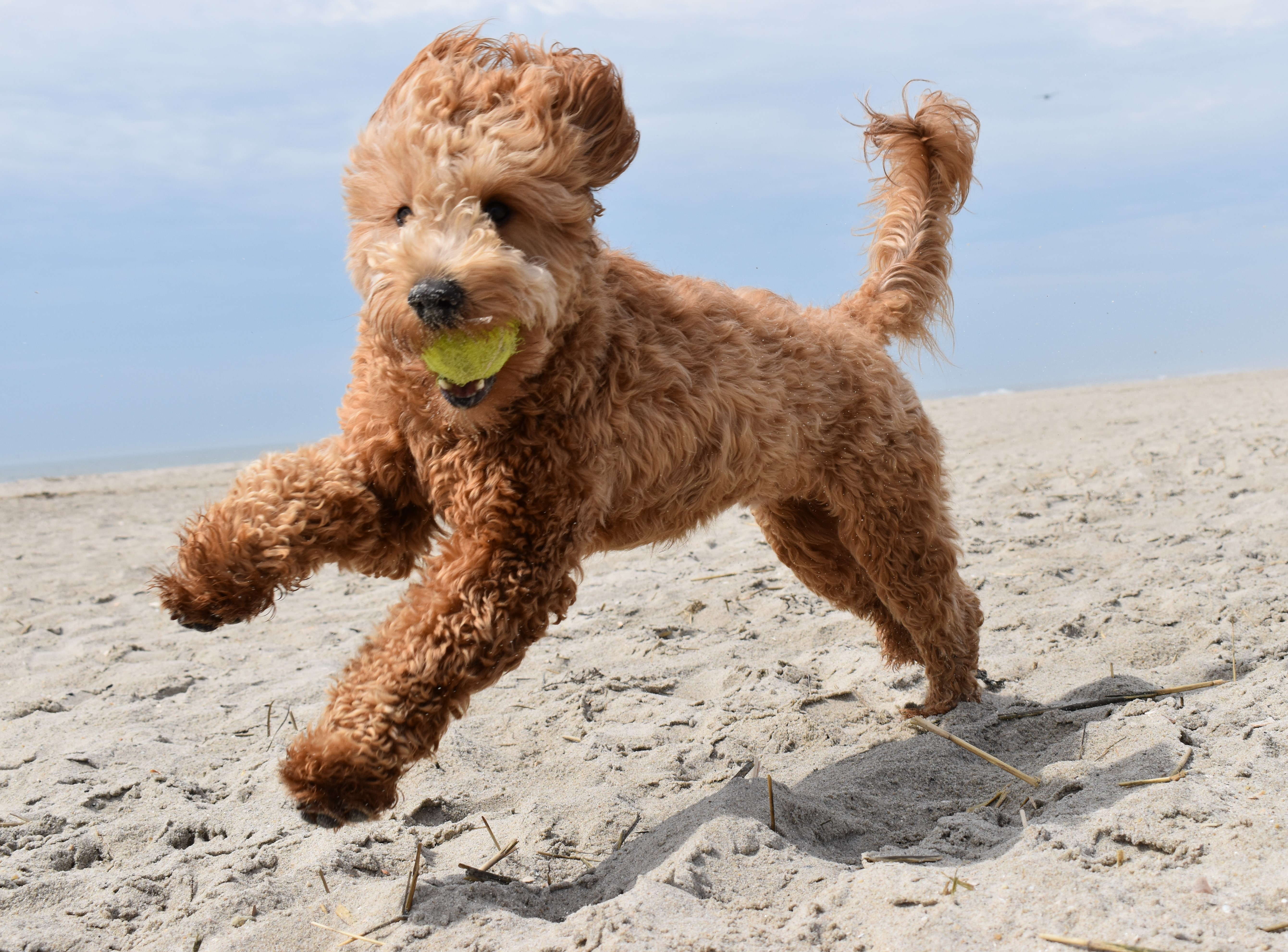 goldendoodle puppies