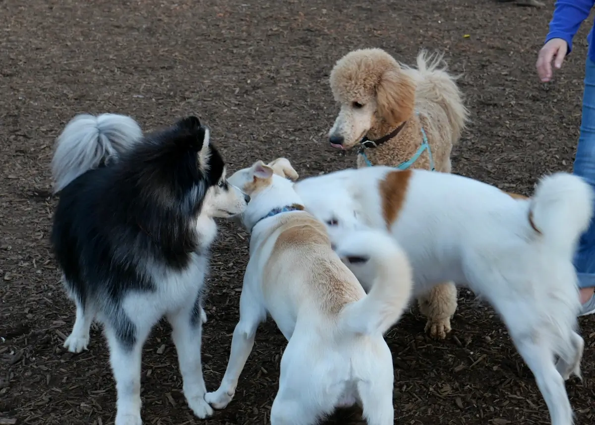 dogpark2 (1).webp