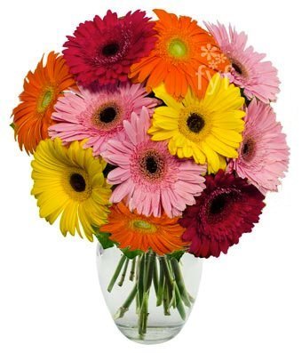 10 Stem Gerbera Daisy Bouquet