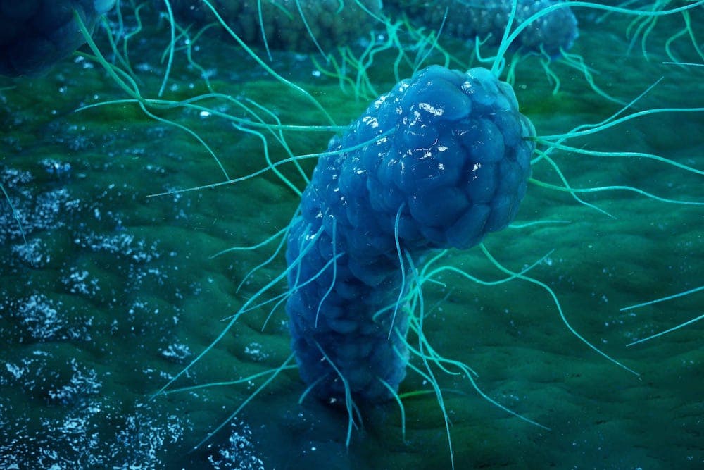 microbes in gut