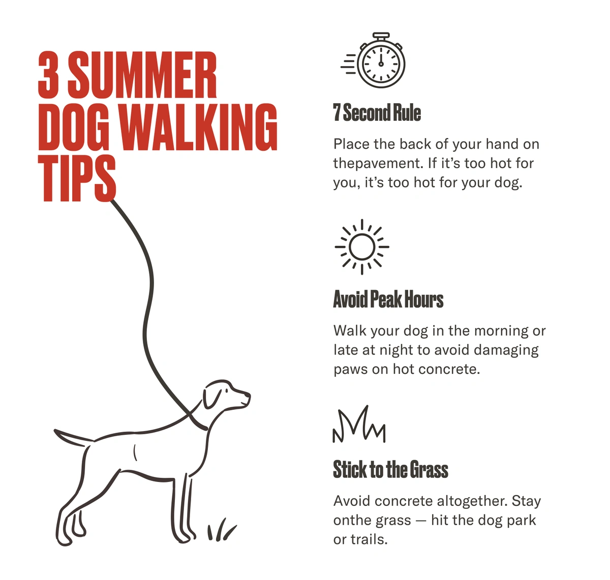 Summer Dog Walking Tips