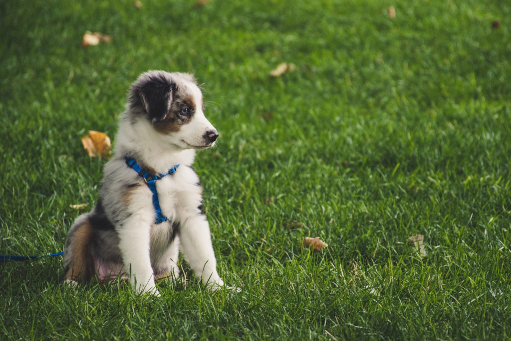 how long does it take a puppy to learn its name