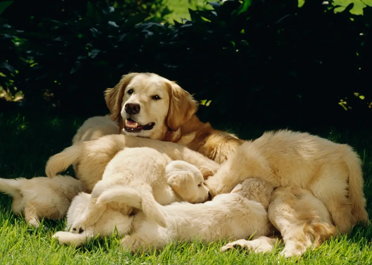 goldenlitter (1).webp