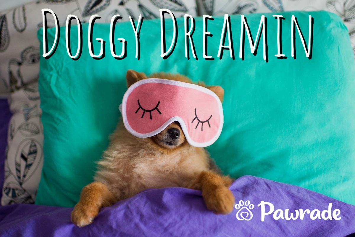 The words "doggy dreamin" and a Pomeranian wearing a sleeping mask resting belly up on a bed under the covers