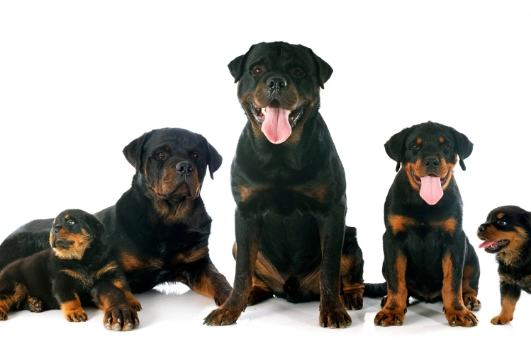 rottweilers.webp