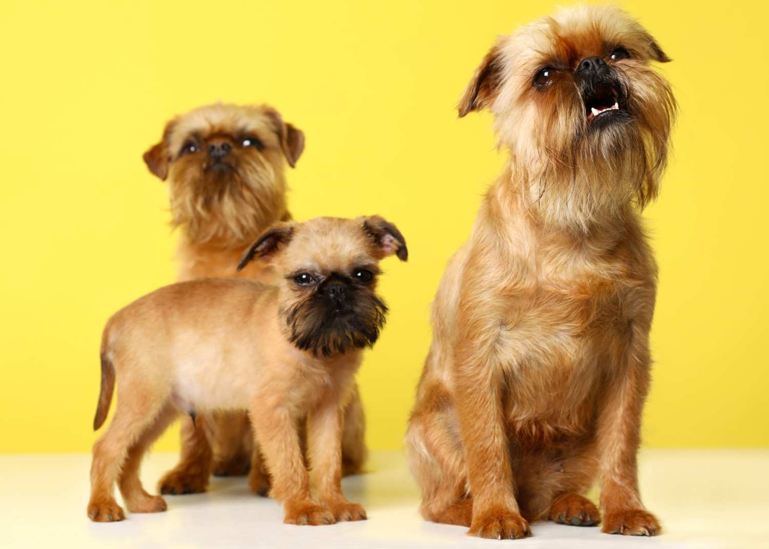 3 tan and brown Brussels Griffon dogs against a lemon yellow background