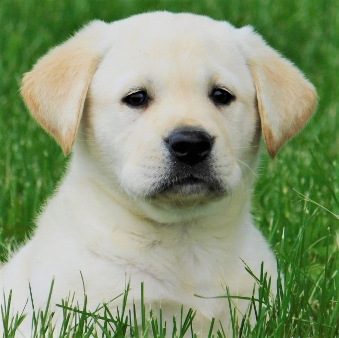 labrador retriever puppies