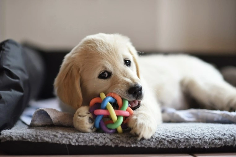 A Golden Retriever puppy chews on a rubber puzzle toy