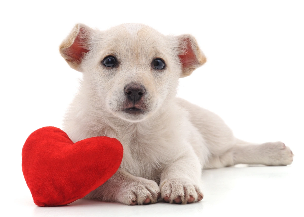 A white puppy lies down next to a red stuffed plush heart