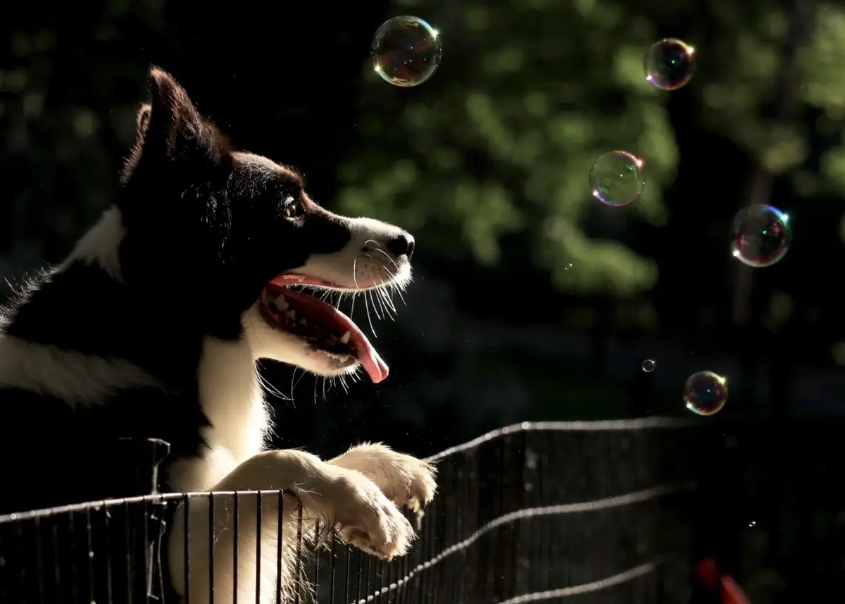 bubbles (1).webp