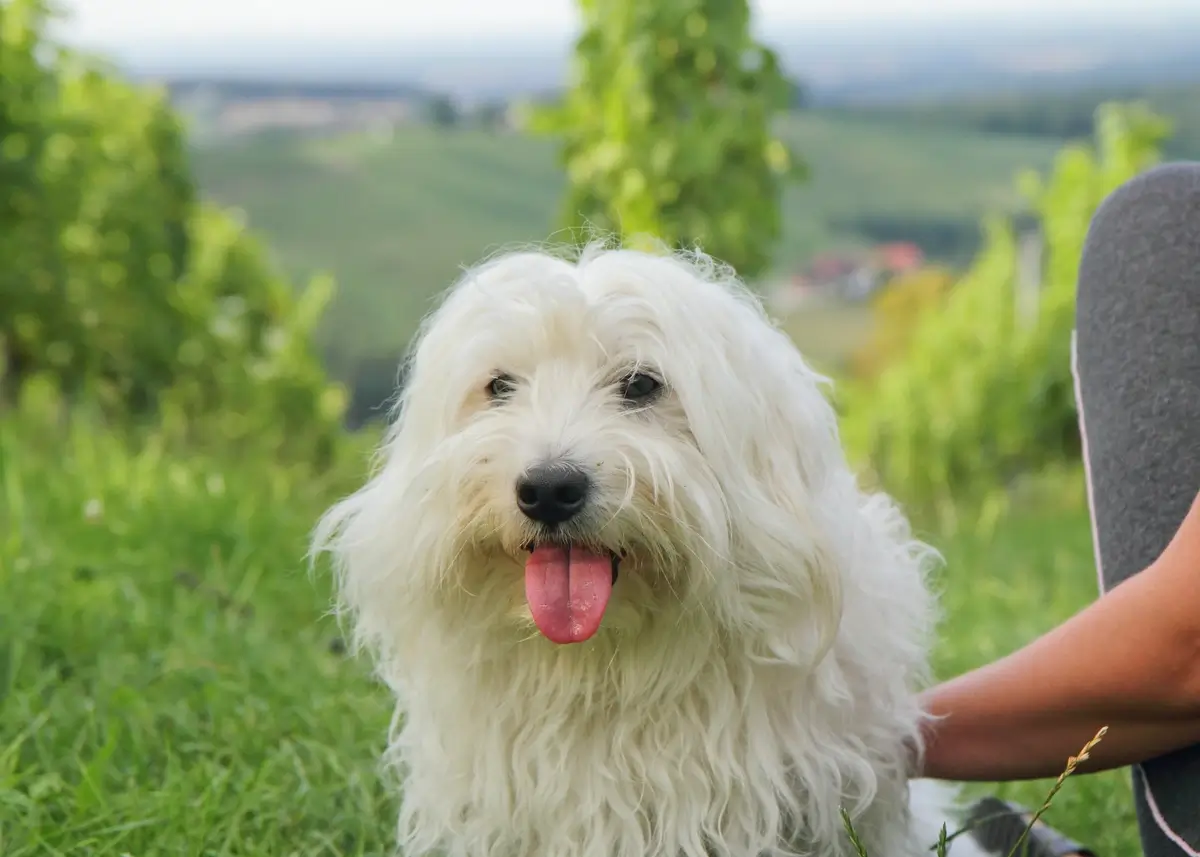 A happy Coton de Tulear puppy sits in nature with its pink tongue out