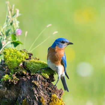 Alabama Birds Eastern Bluebird