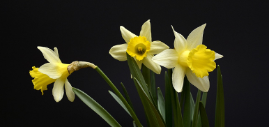 Yellow Daffodil