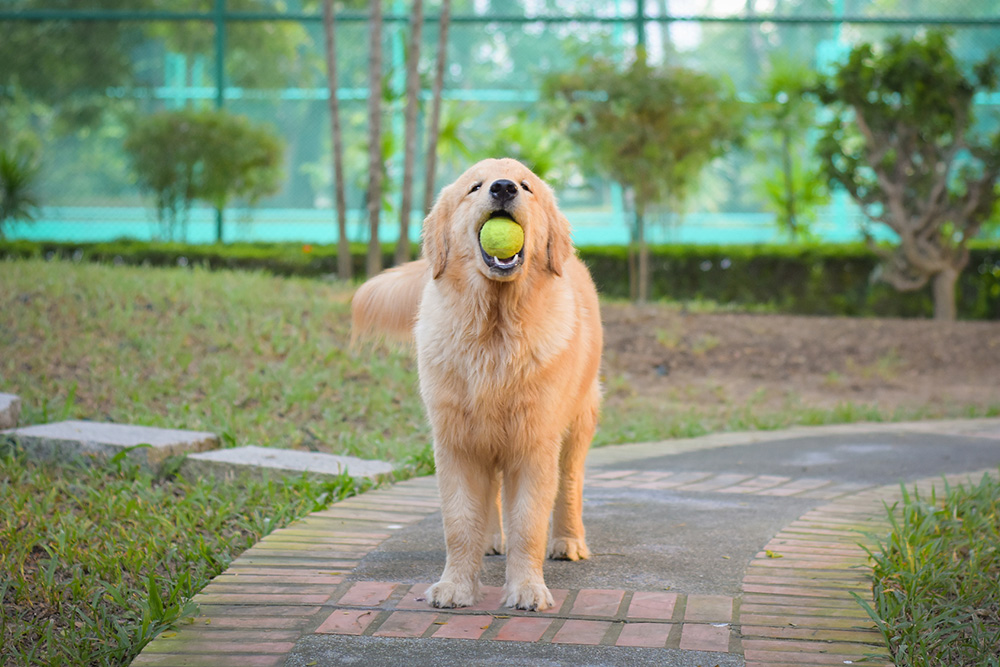 Golden retriever playing store fetch