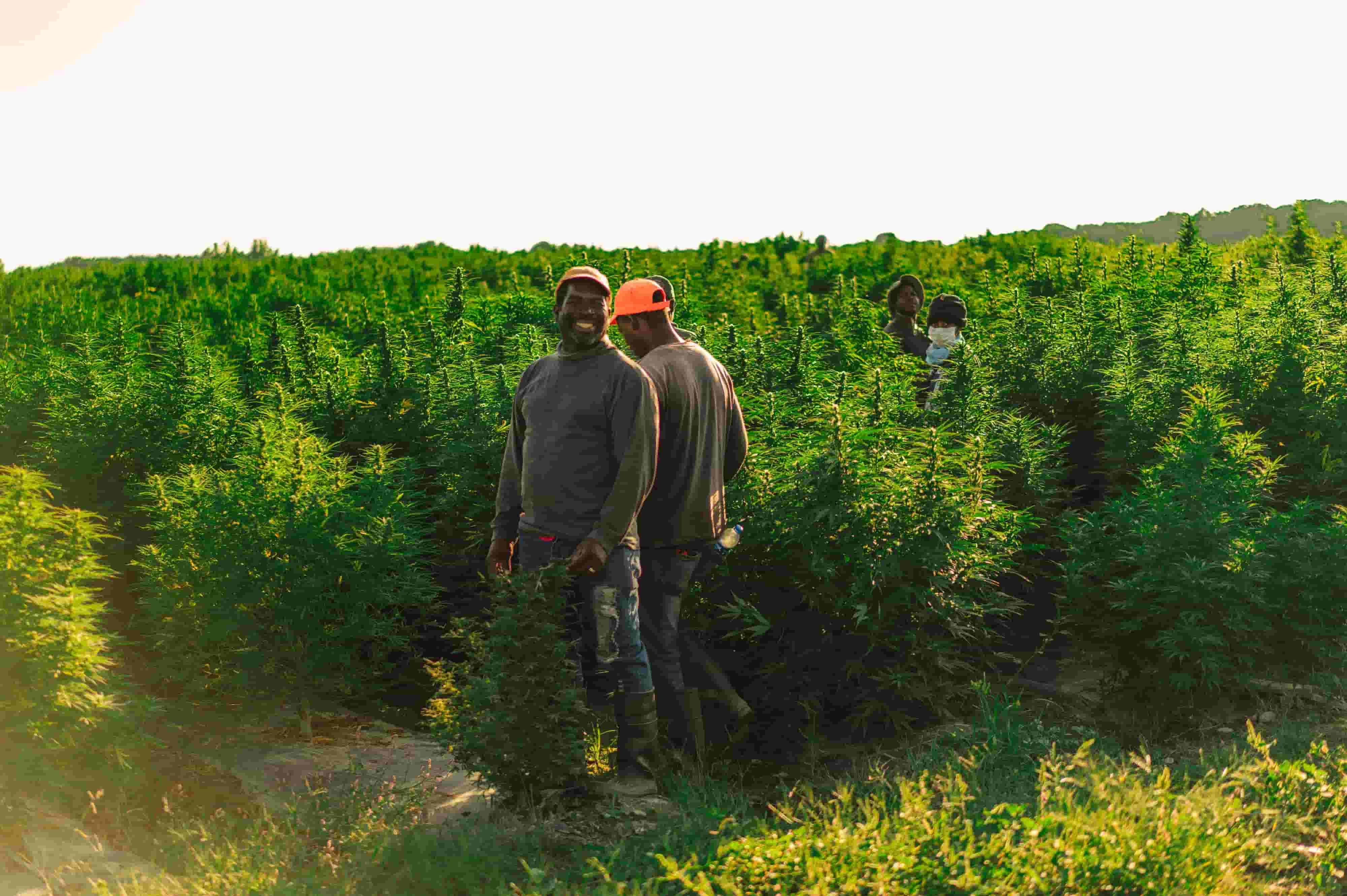 men harvesting