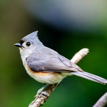 Alabama Birds Tufted Titmouse
