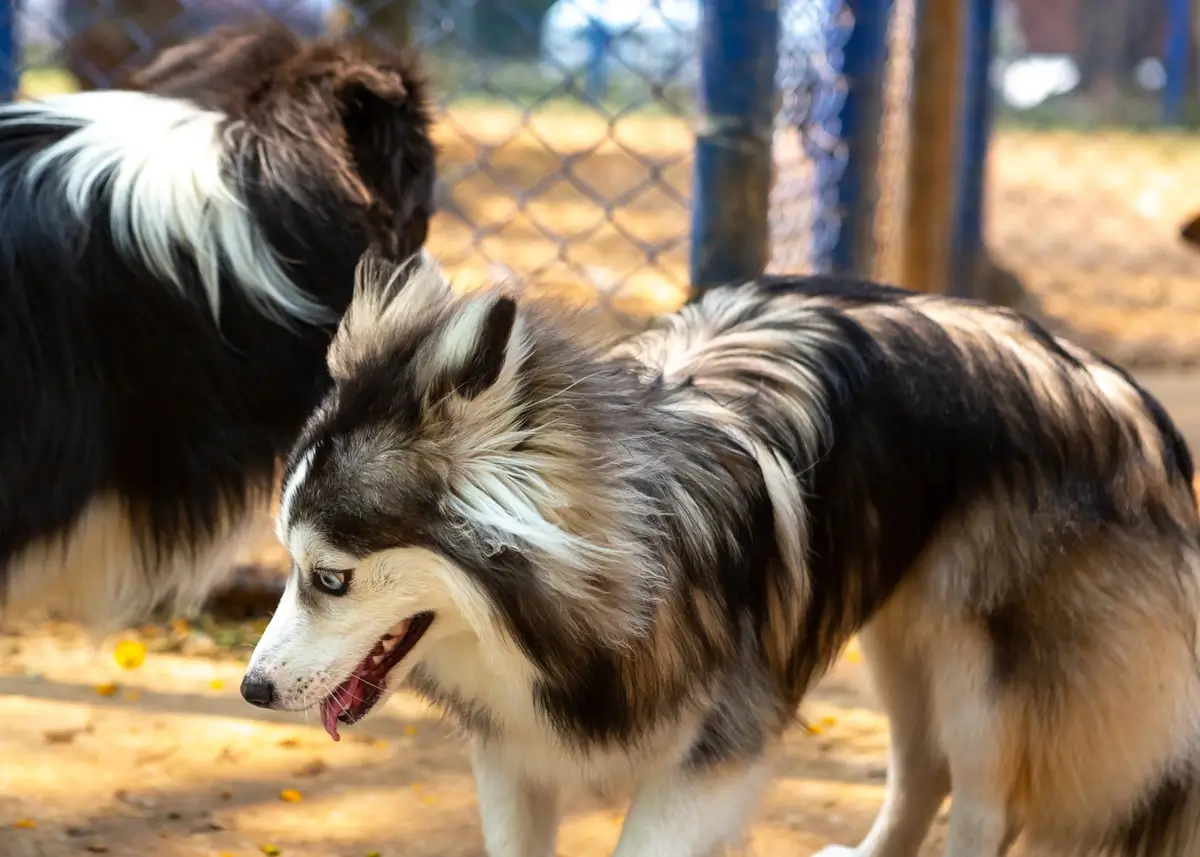 pomsky.dogpark (1).webp