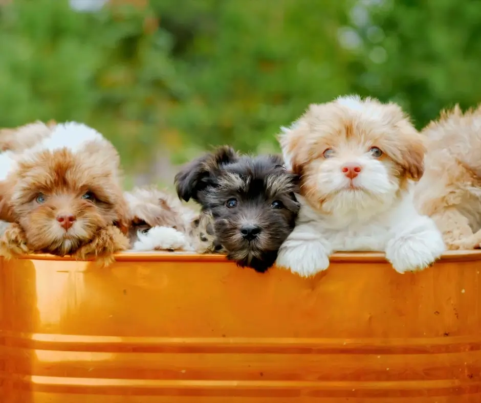 A variety of Shih-poo puppies peek over a copper wash tub
