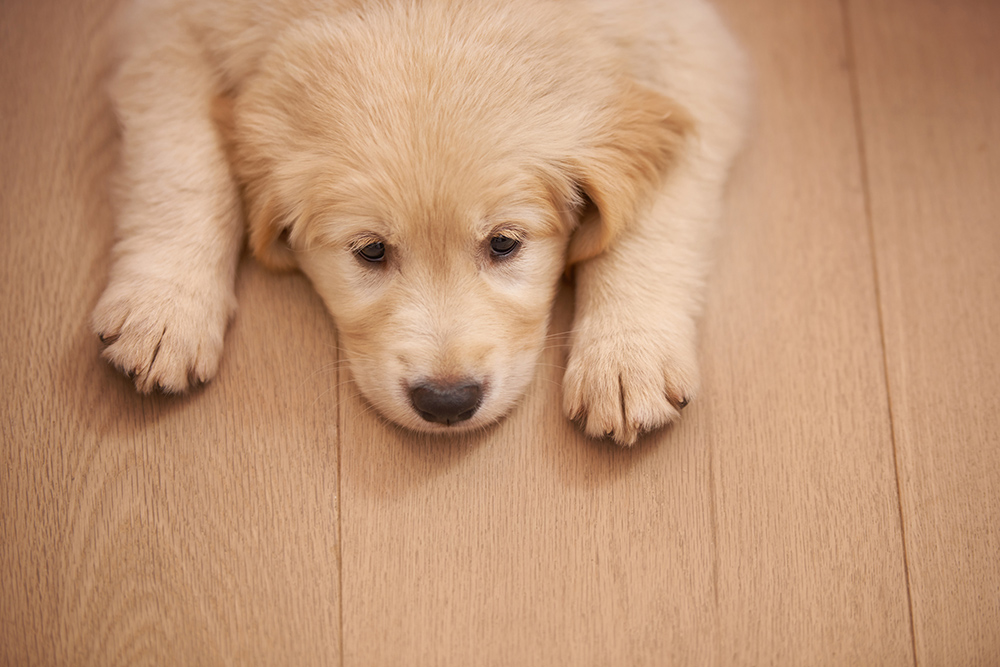 what causes a puppy to vomit