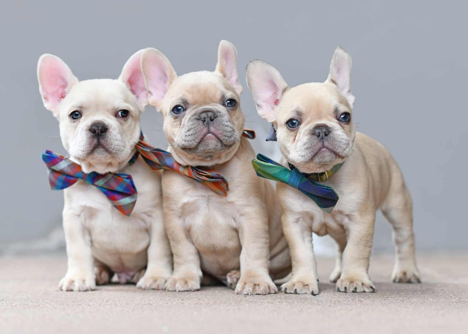 3 french bulldog puppies with bowties