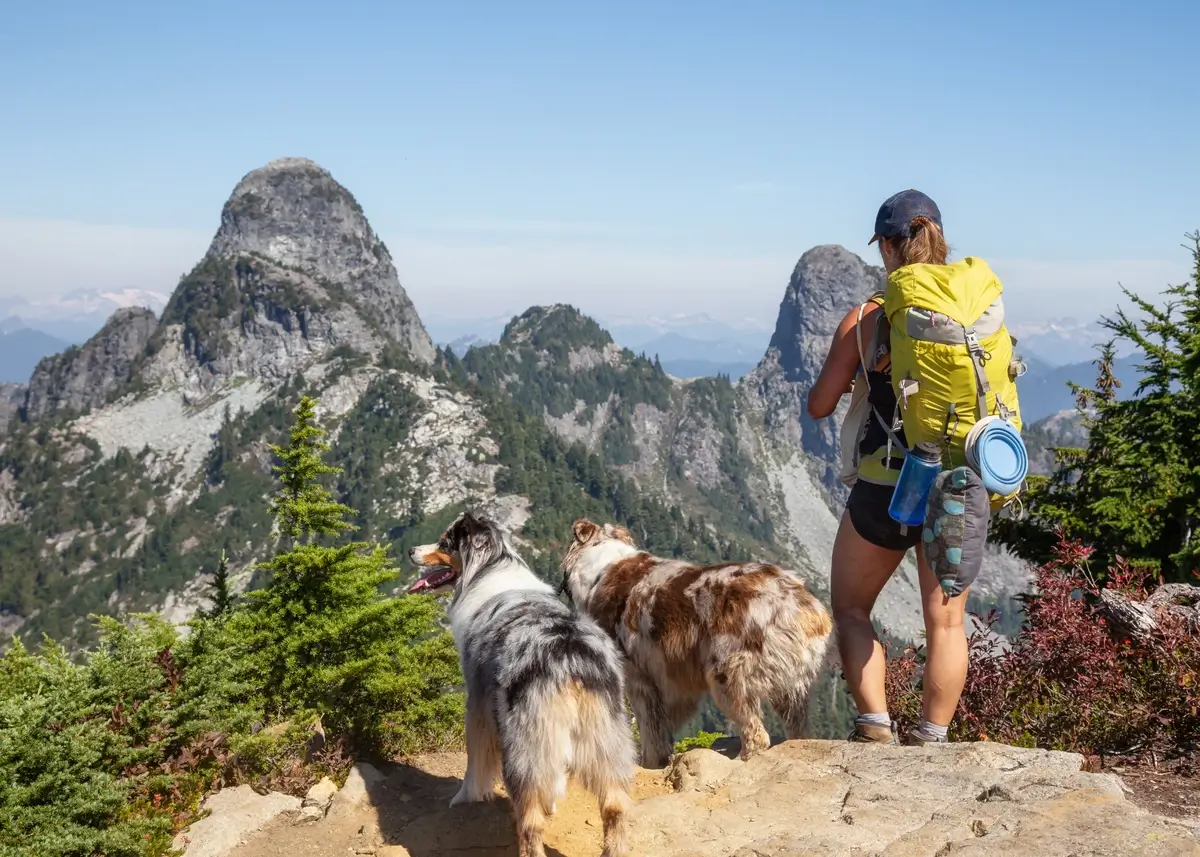 A person and two dogs take in the view while hiking