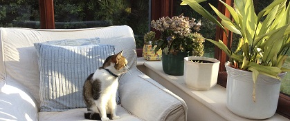 Garden or extension - which is worth most?