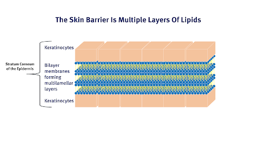 What is the Skin Barrier?