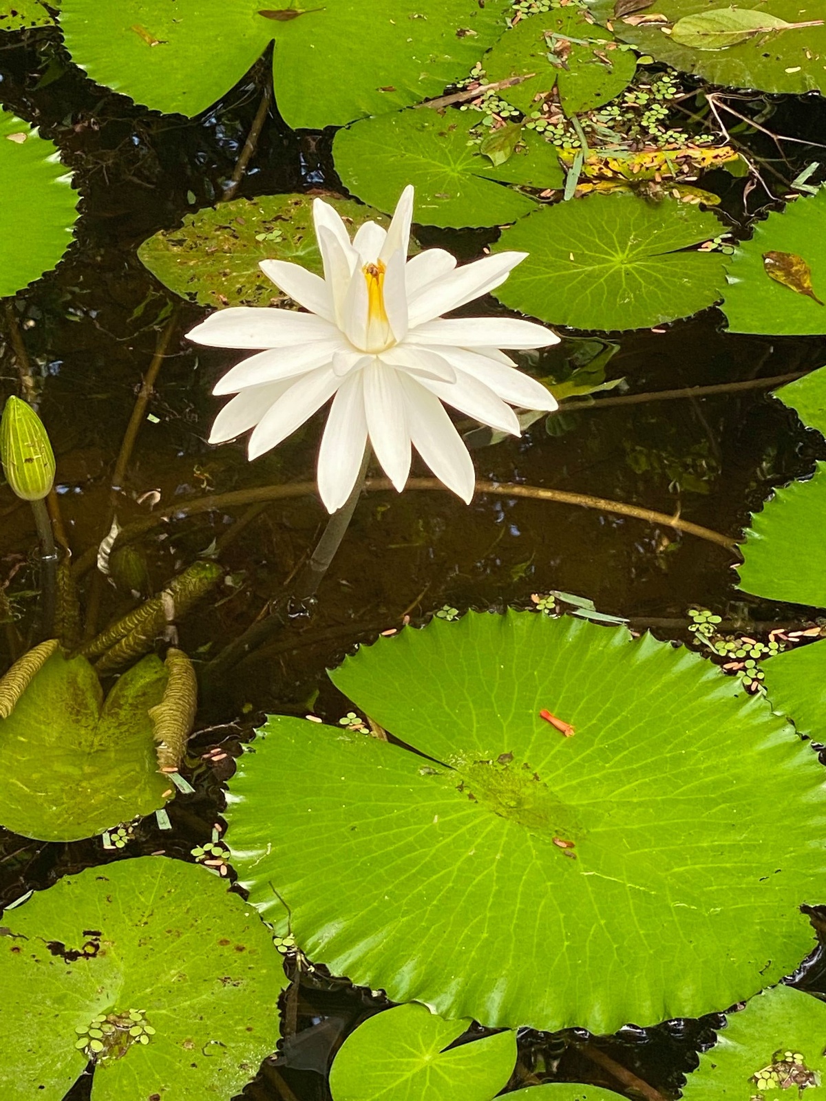 VeroBeachMcKeeBotanicalGarden.jpg