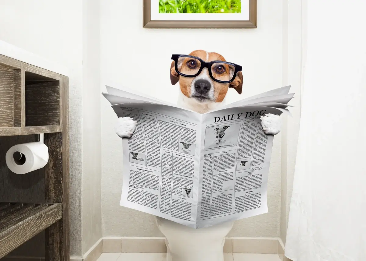 A little dog wearing black-rimmed glasses sits on a toilet reading The Daily Dog newspaper