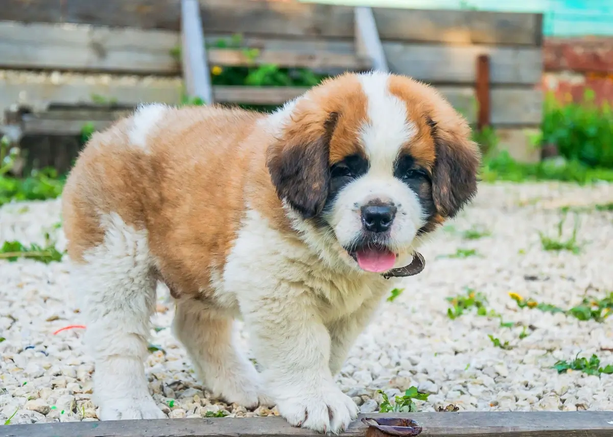 stbernardpuppy (1).webp