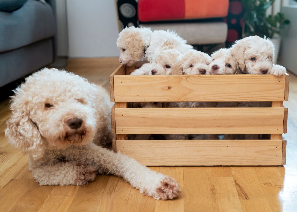 A cream-colored Lagotto Romagnolo dam with a crate of her 6 puppies