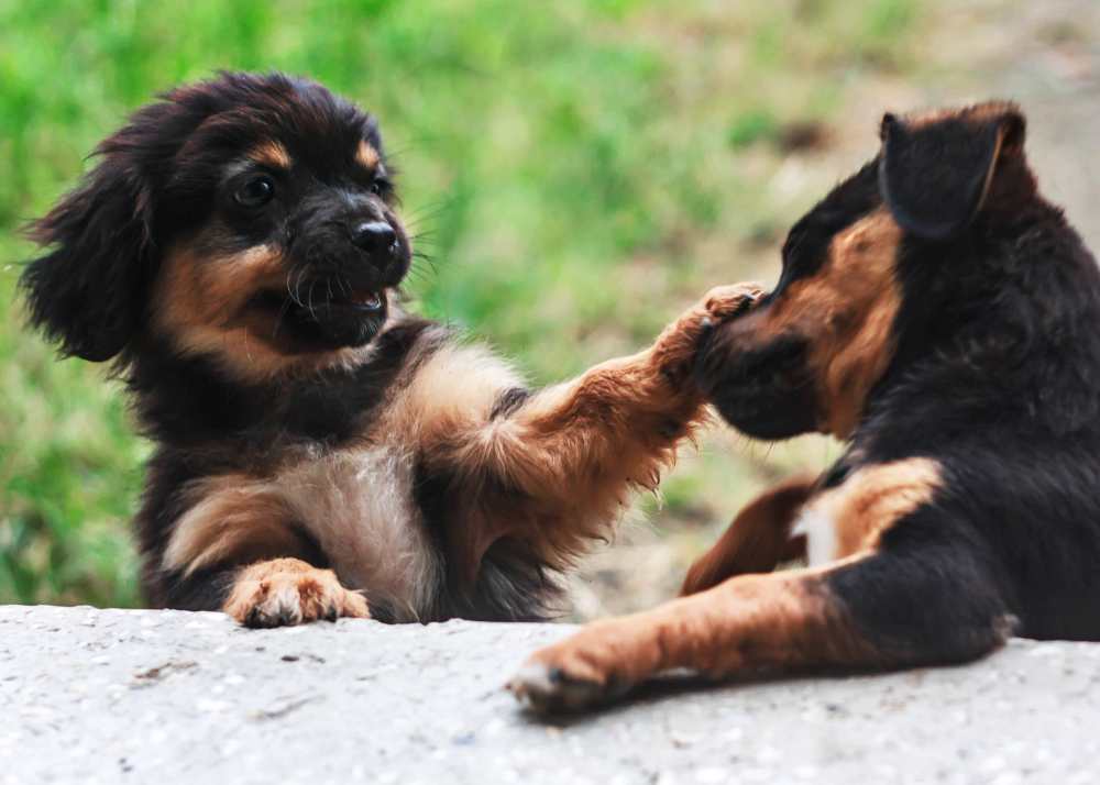 puppies playing