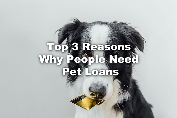 reasons people need pet loans