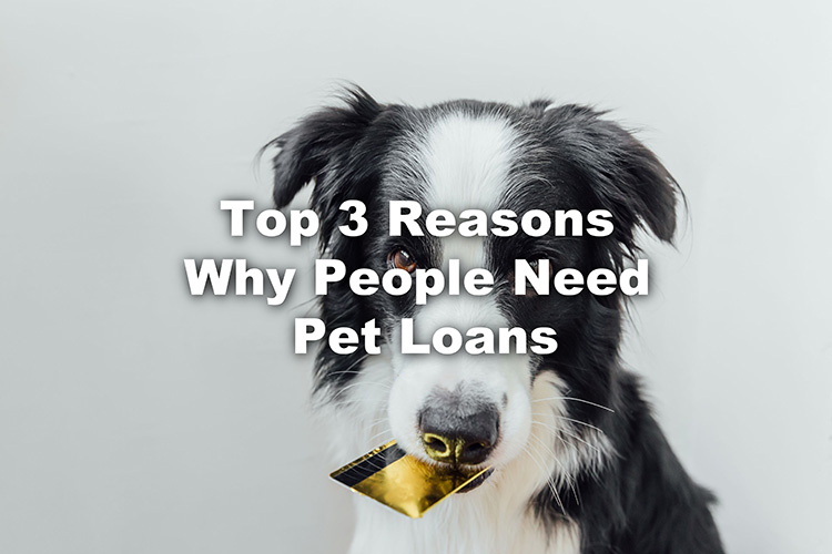 Top 3 Reasons Why People Need Pet Loans