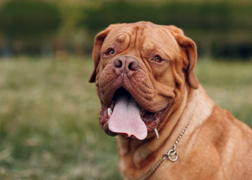 doguedebordeaux.jpg
