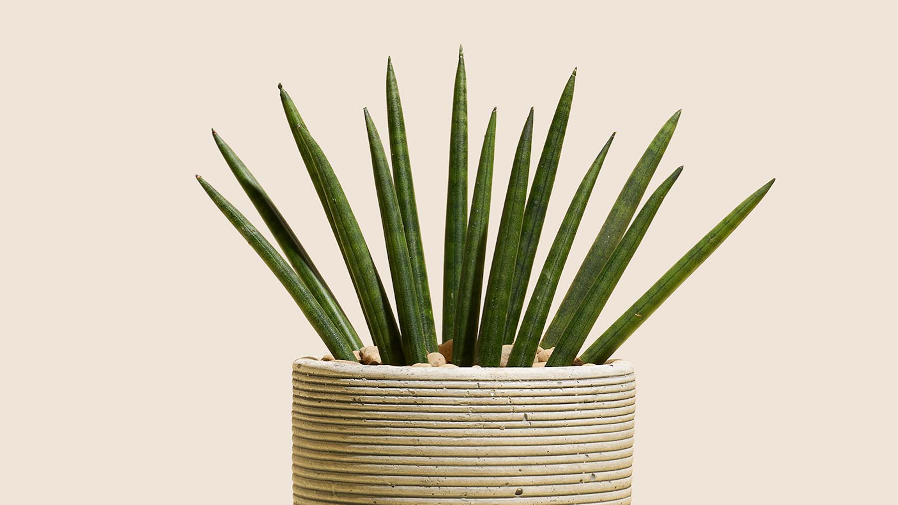 The Best Candles for Your Bachelor Pad hims