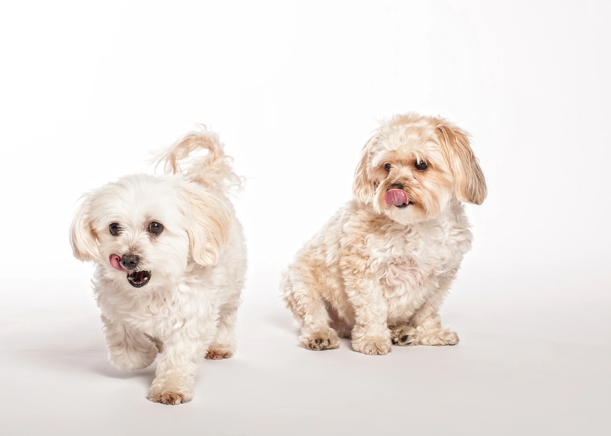 2 maltipoos, one running and one sitting in a white studio background
