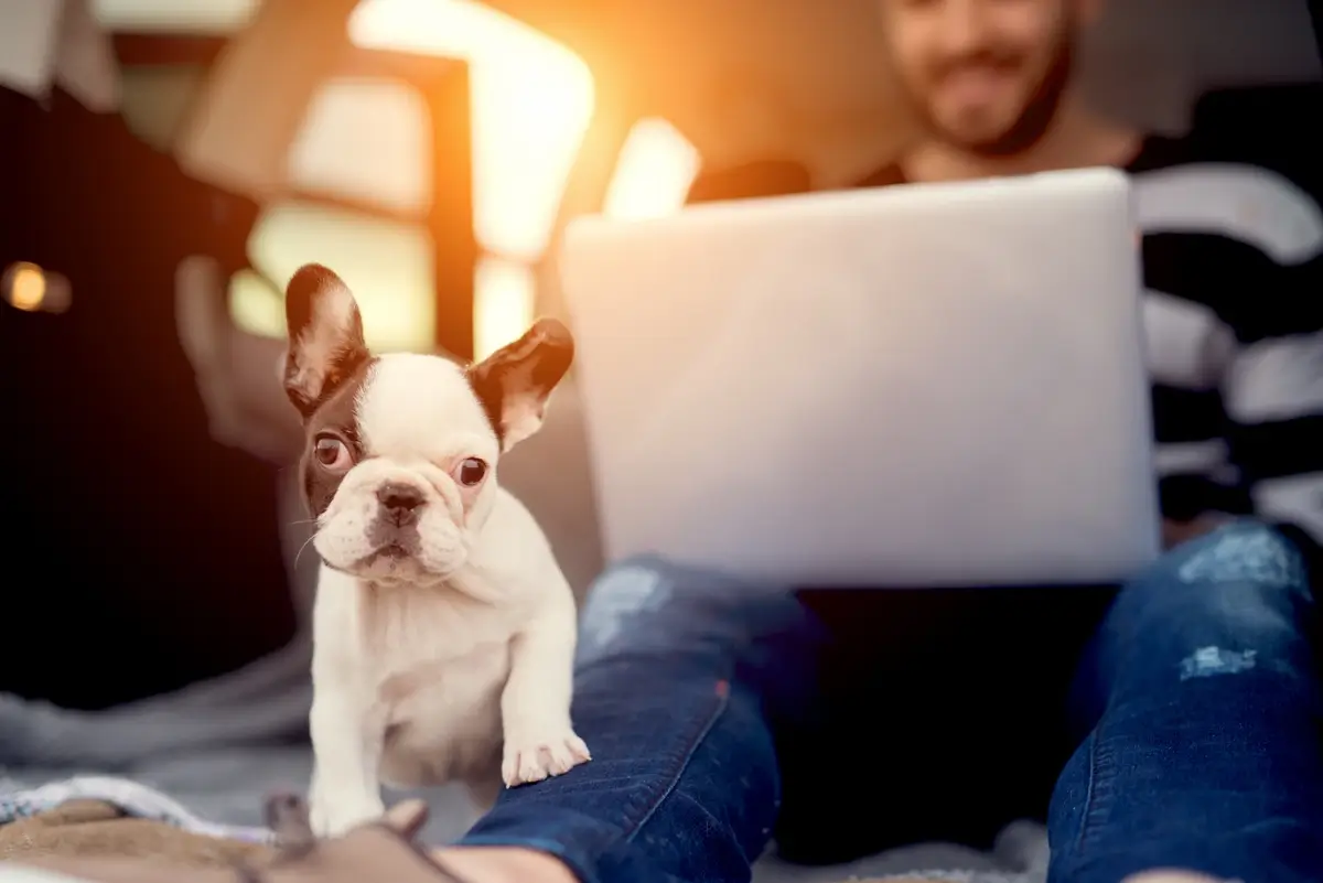 A French Bulldog puppy gazes at you while its seated owner looks at a computer