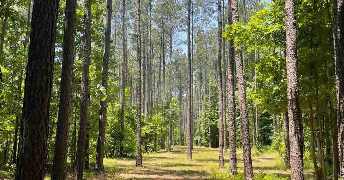 A disc golf fairway of through many skinny pines on a sunny day