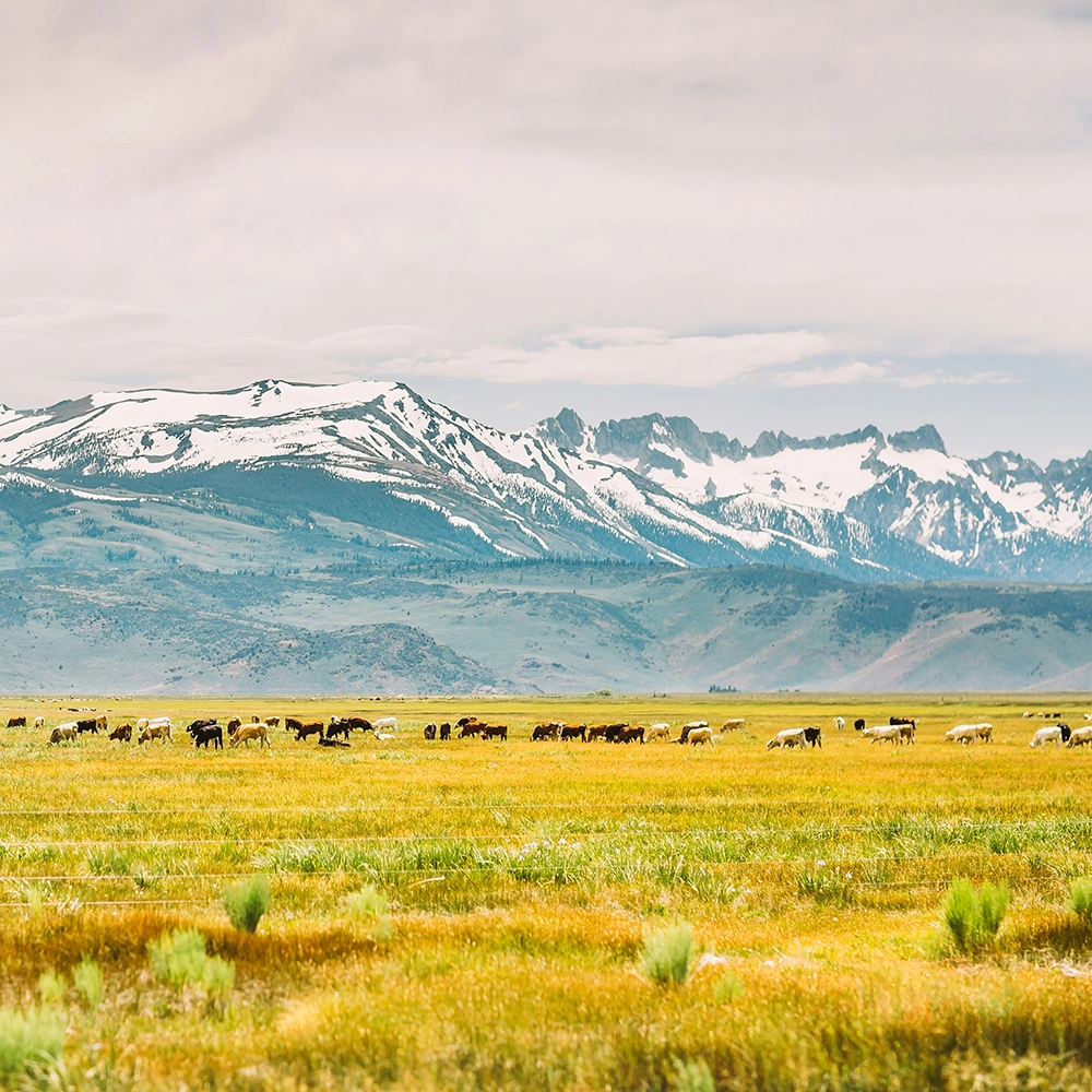 Bridgeport, California.webp