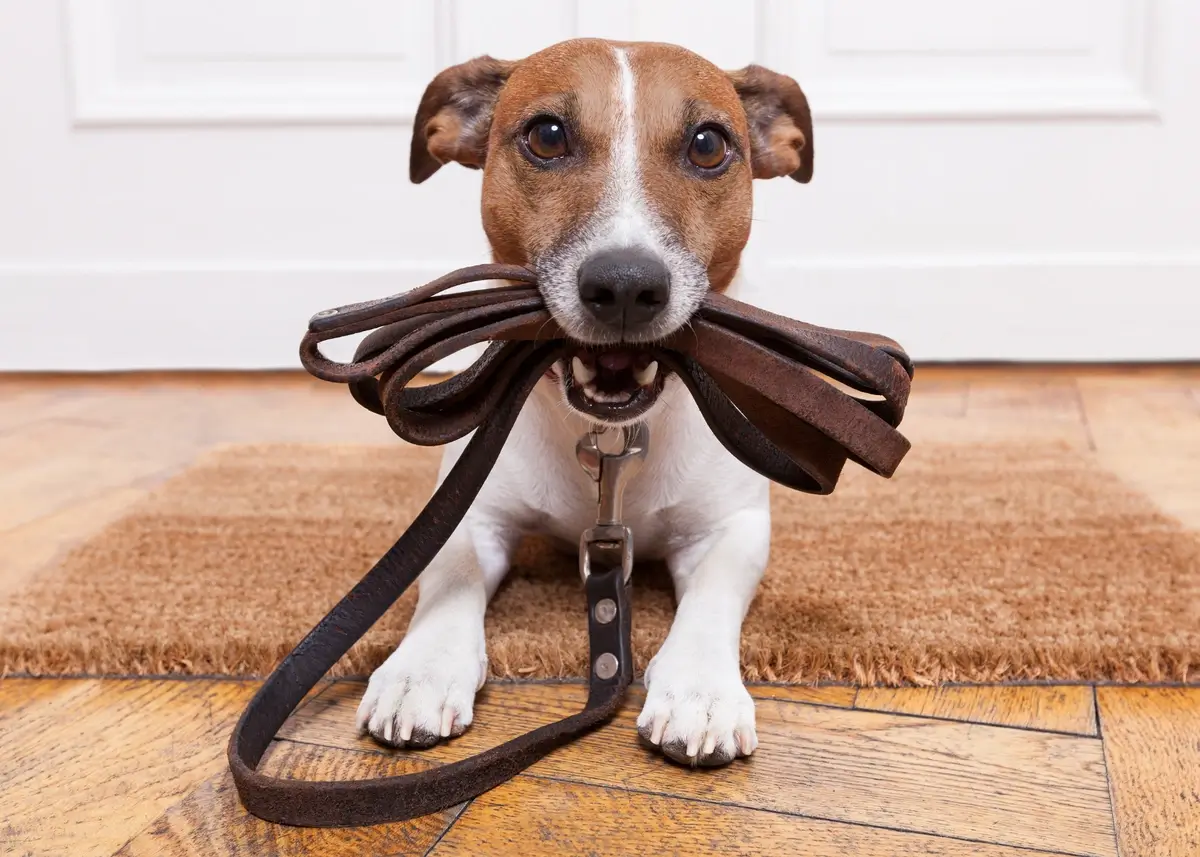 A small dog holding a leather leash in its mouth