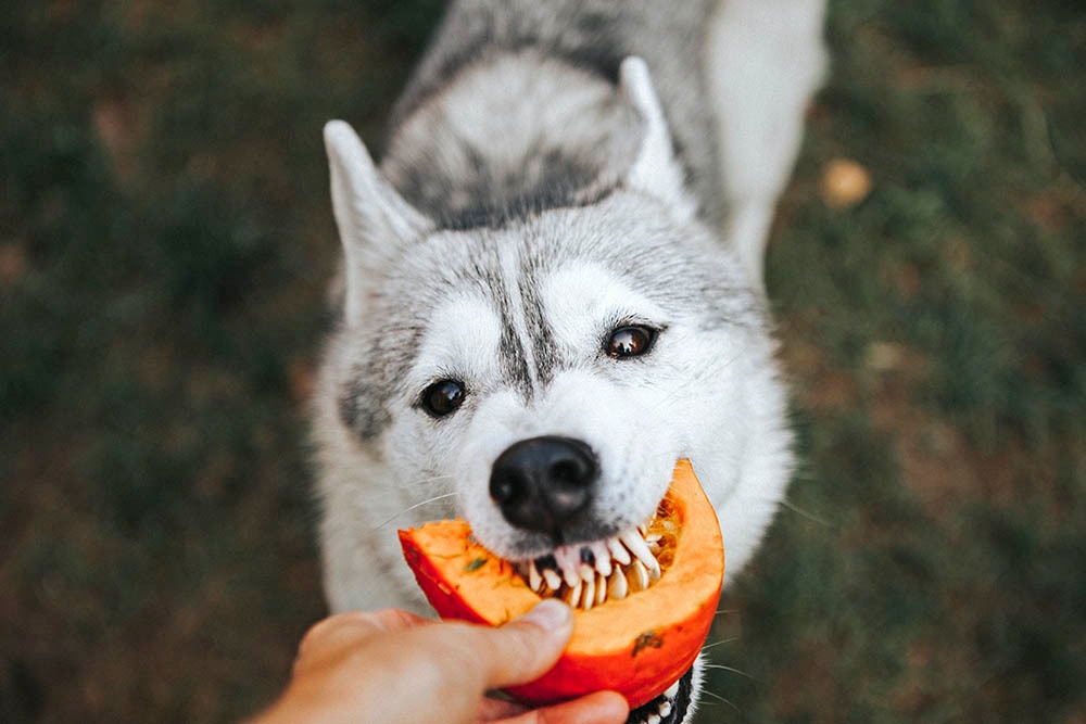 Can Dogs Eat Pumpkin? Health Benefits of Pumpkin for Dogs · The Wildest