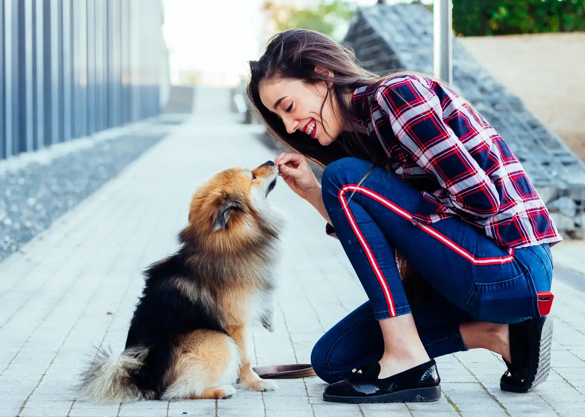 A woman kneels to feed a seated dog a training treat