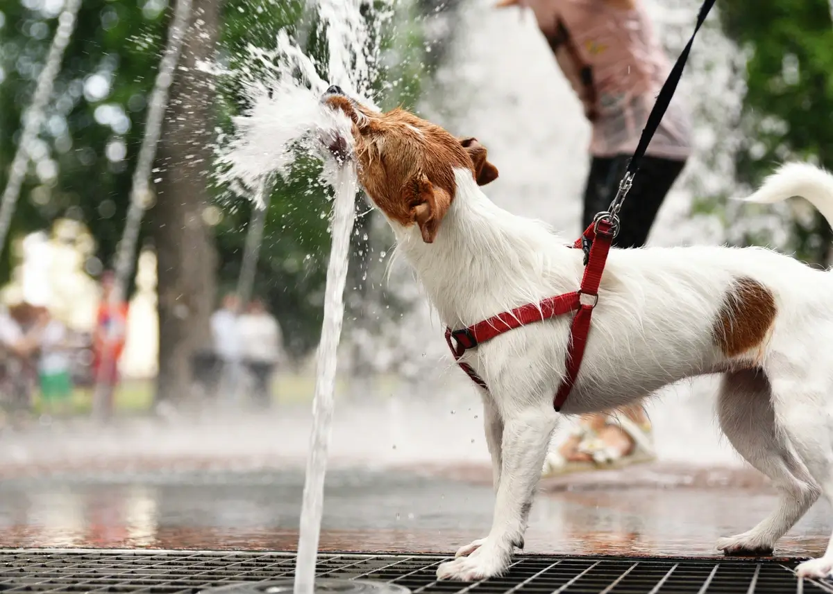 A small terrier drinks from a jet of water at a splash pad