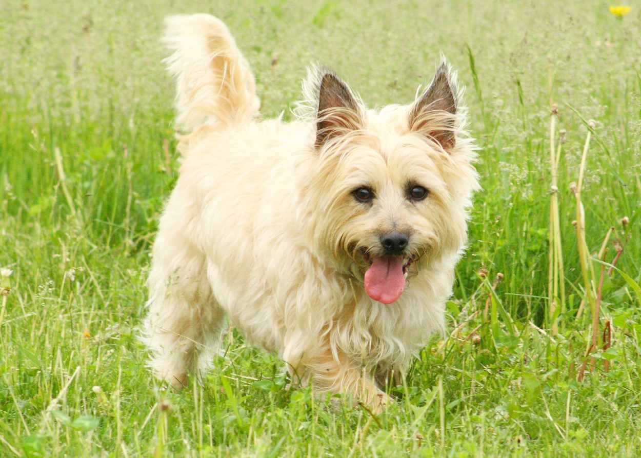 A wheaten-colored Cairn Terrier in the grass