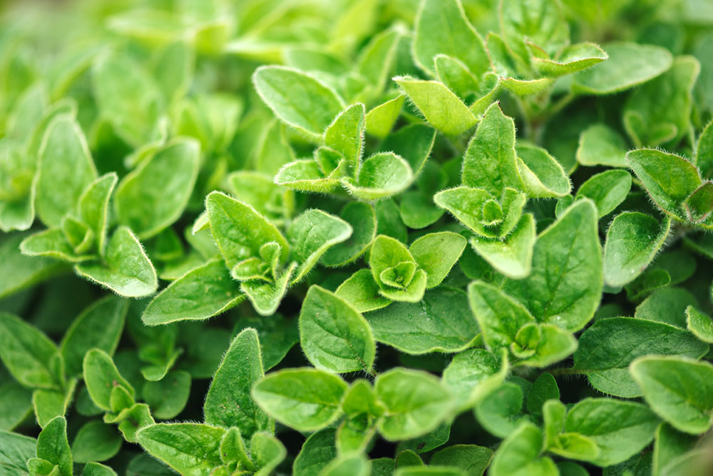 oregano