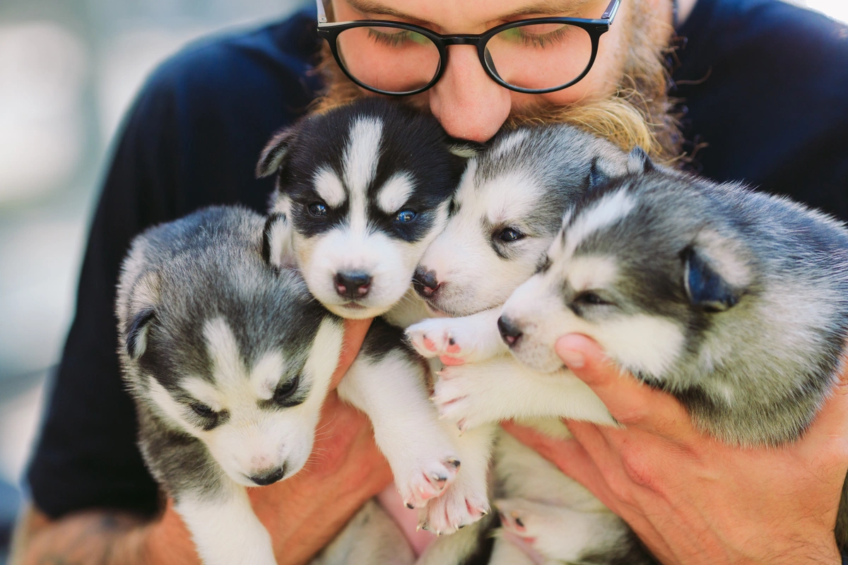 A woman wearing glasses holds 4 Siberian Husky puppies up to her face in a snuggling motion.