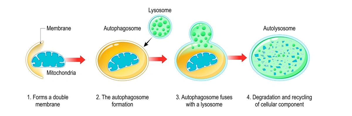 Autophagosome science process
